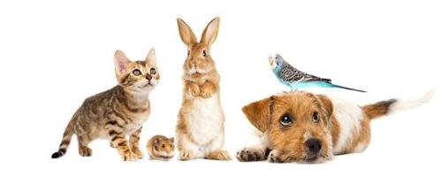 Pet Santorini Pet Shop Εμπορειό Σαντορίνη
