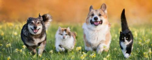 Pet Santorini Pet Shop Εμπορειό Σαντορίνη