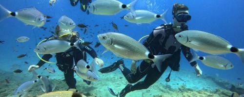 Mediterranean Diving Center Καταδυτικό Κέντρο Κρήτη