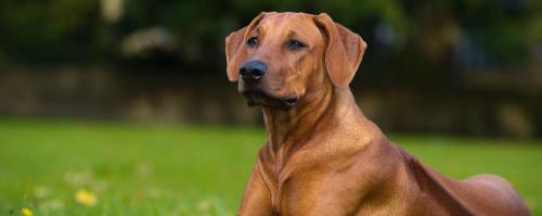 Pet Shop Damigos Ηράκλειο Κρήτη